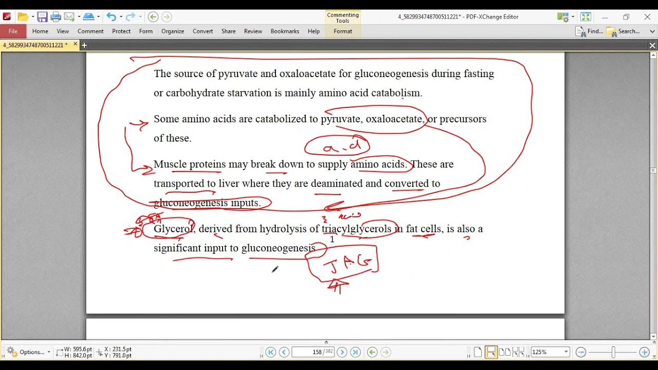 MU Bio Gluconeogenesis Blood Glucose