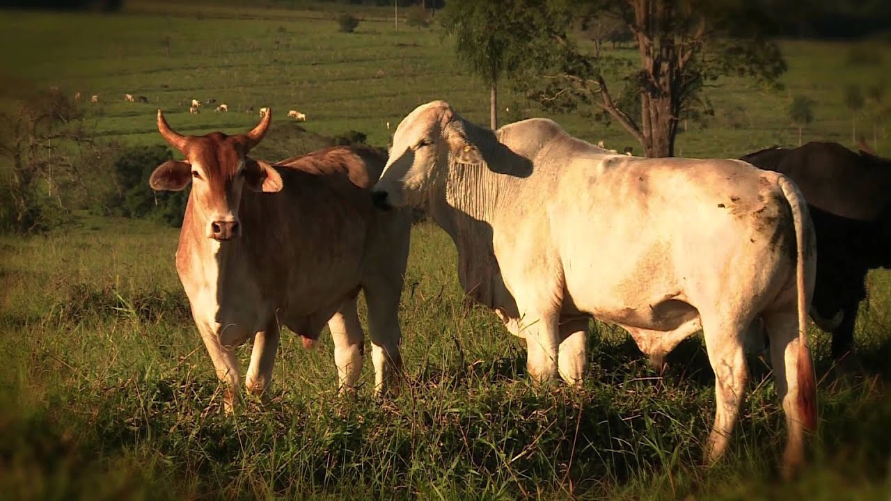 FAZENDA 2 IRMAOS parte 1