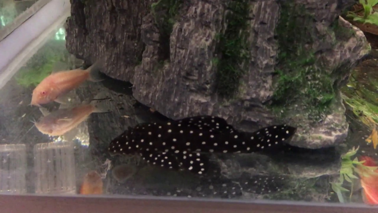 SNOWBALL PLECO L201