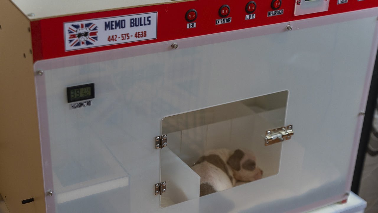 Compre Una Incubadora Para Mis Bully Y Bulldog