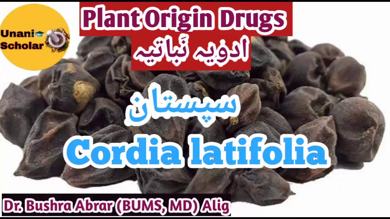 Sapistan / سپستان,  Cordia latifolia, Plant Origin Drug,  Mufradat lecture with slide presentation