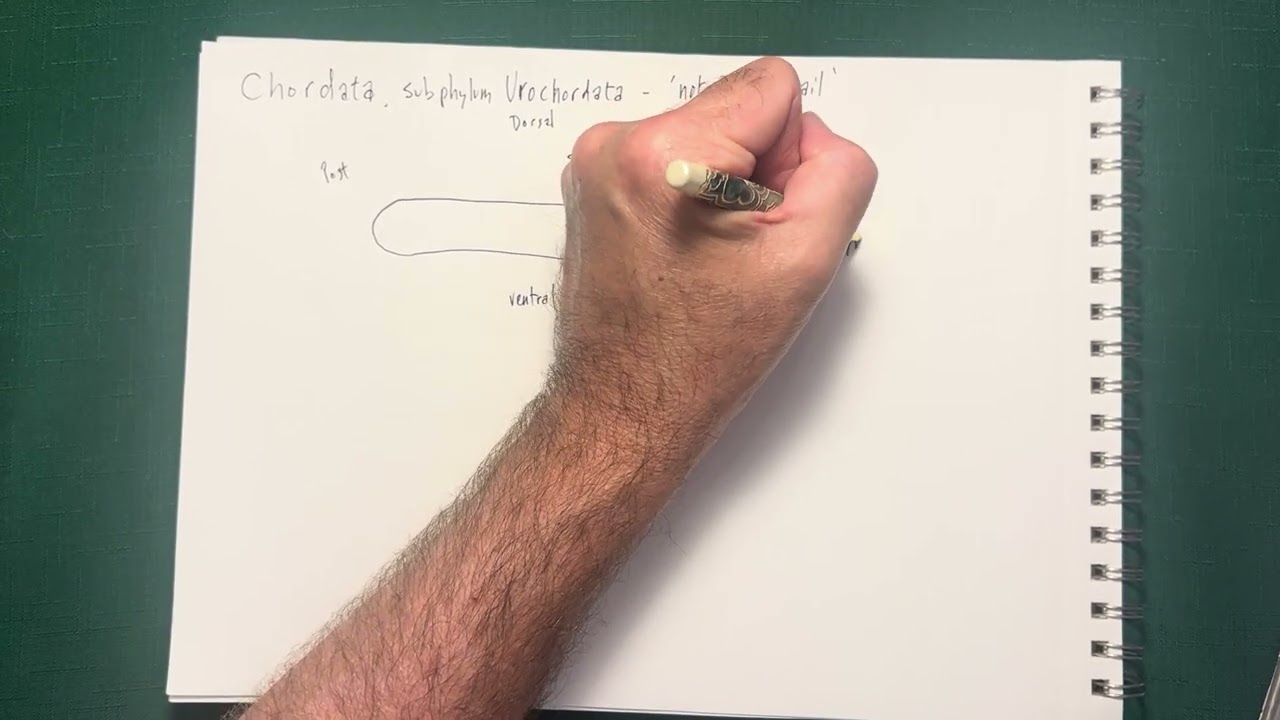 Urochordata anatomy