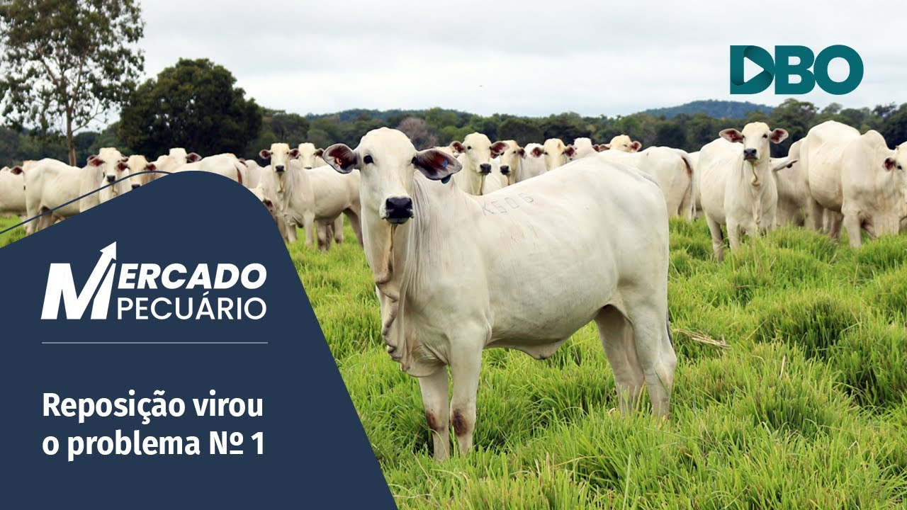 Boi gordo: reposição, política e economia vão definir o mercado em 2026