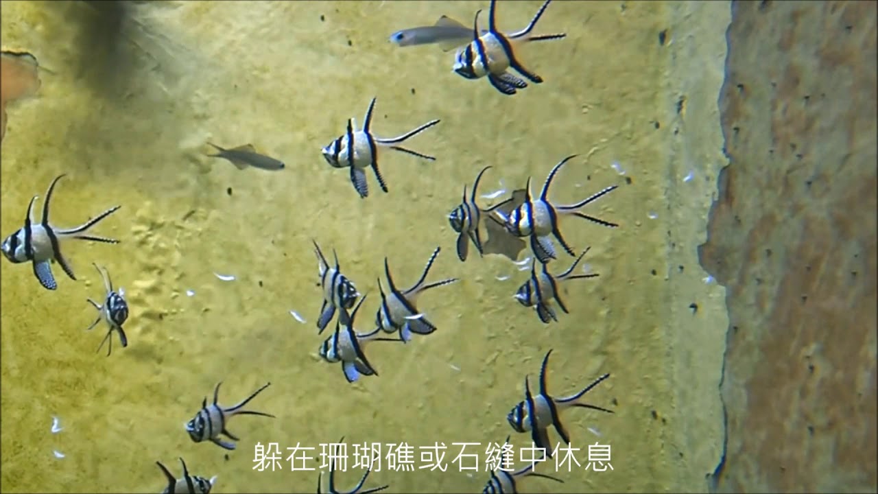 野柳海洋世界線上解說-考氏鰭天竺鯛