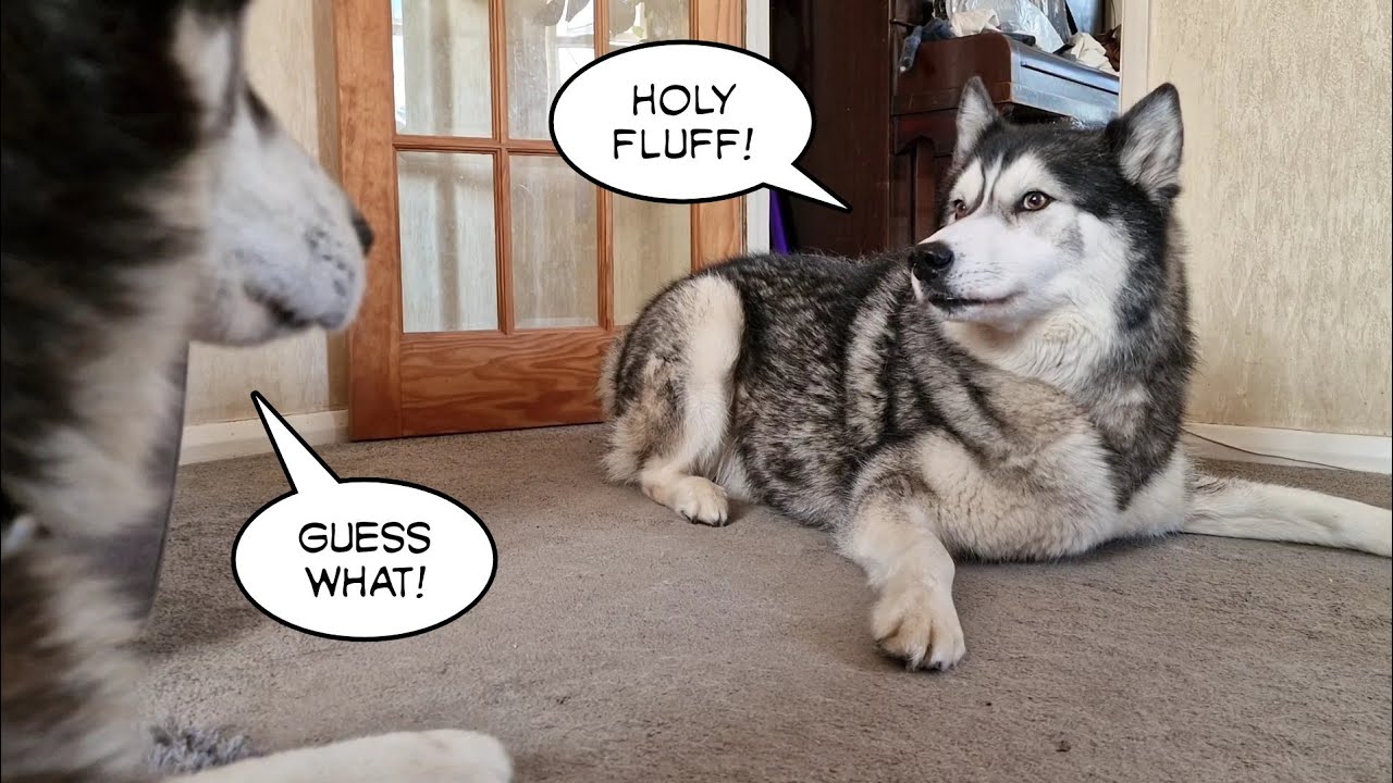 Husky Tells Best Friend He's Staying The Night!