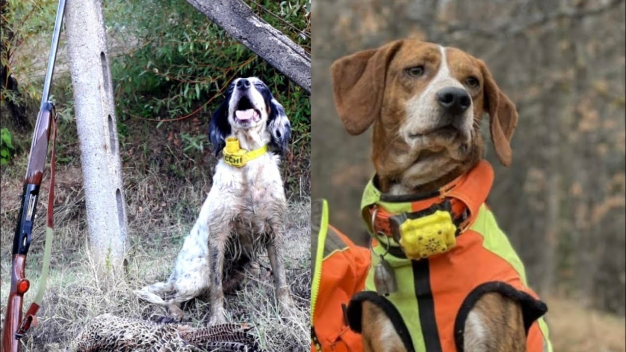 CACCIA CON IL CANE .... COME SCEGLIERE SATELLITARI O  BEEPER