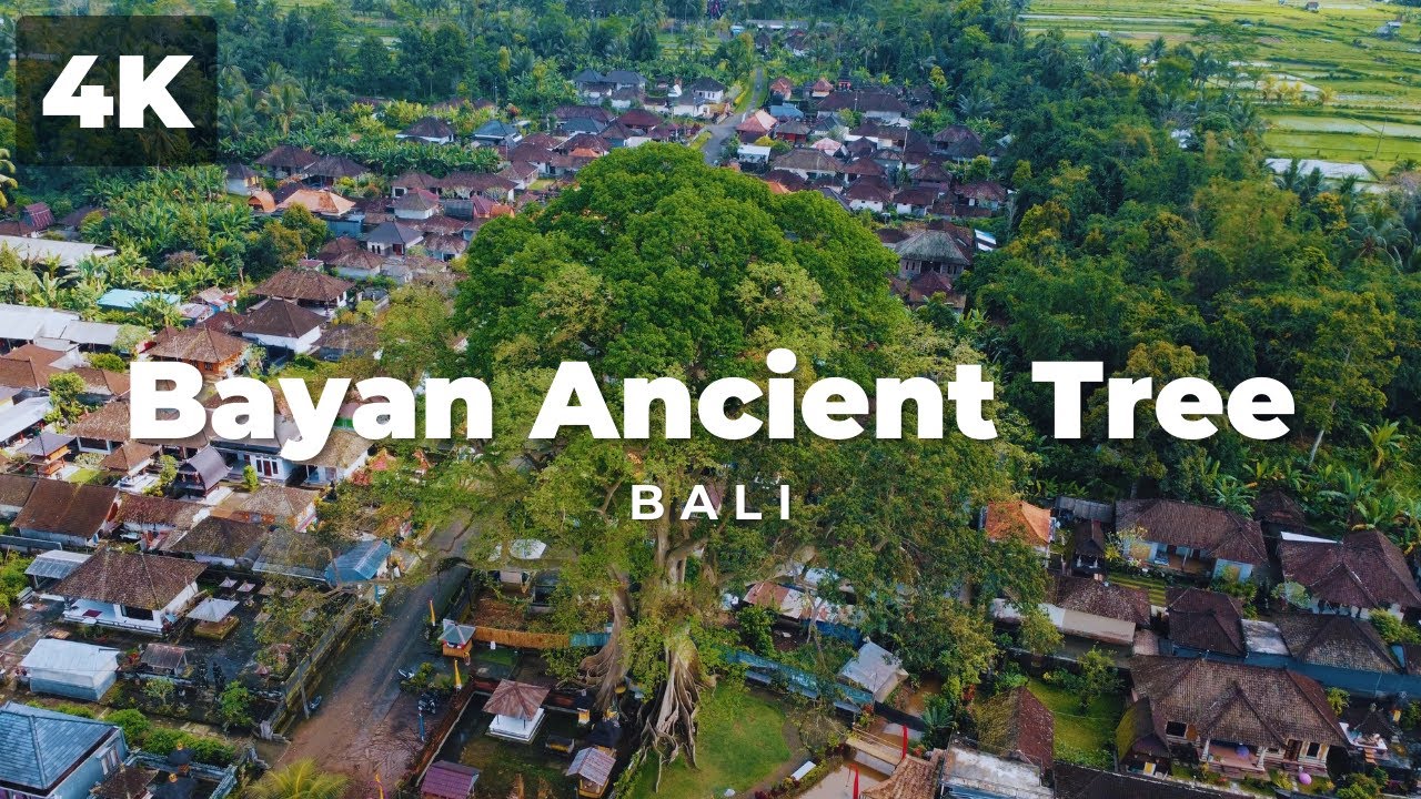 Bayan Ancient Tree, Bali, Indonesia - 4K