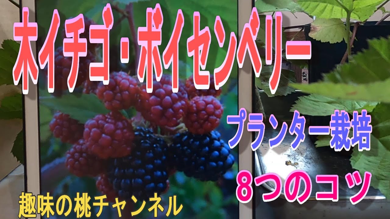 【木イチゴ・ボイセンベリー】プランター栽培　8つのコツ　24/7/23