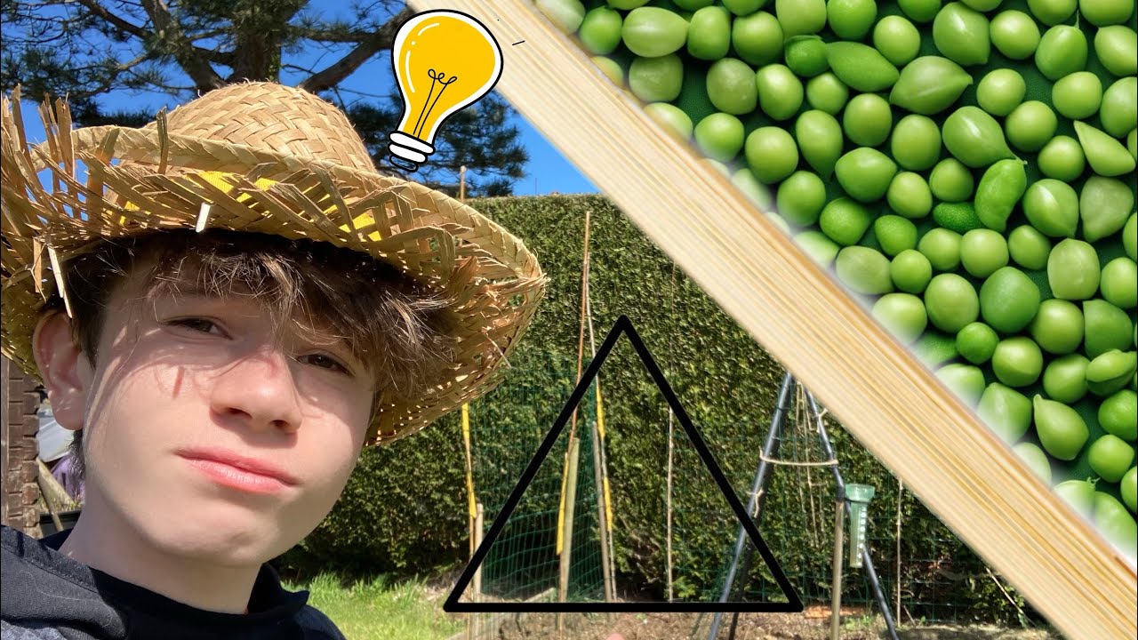 Construction d'une structre pour des petits pois