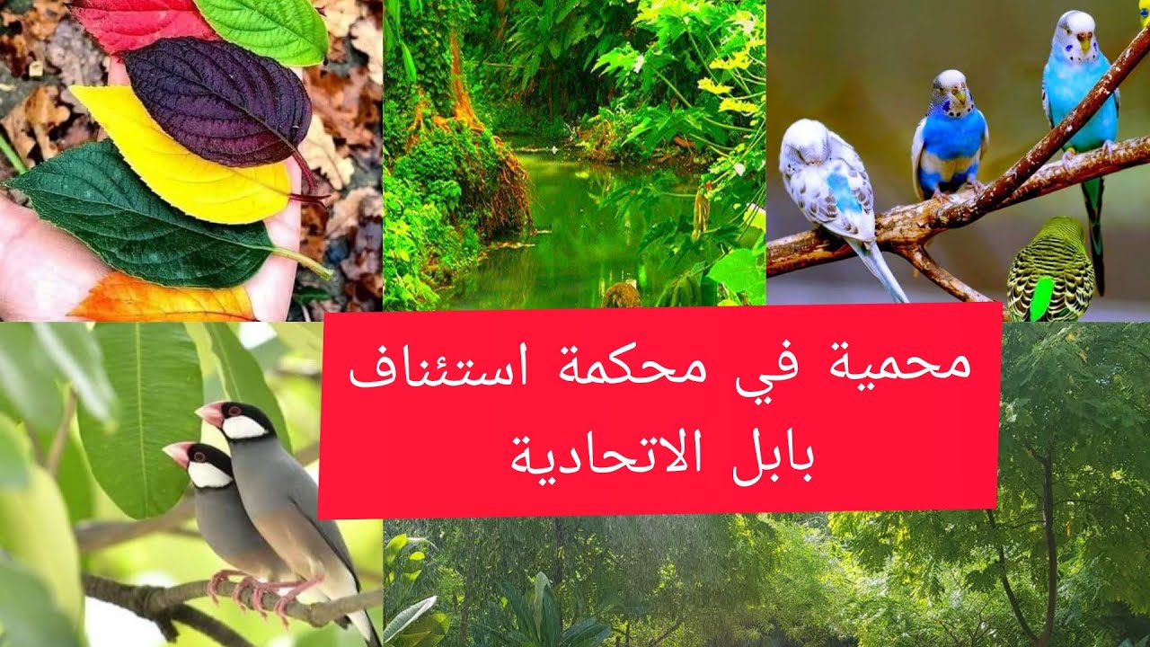 محمية طبيعية بمعنى الكلمة في محكمة استئناف بابل الاتحادية
