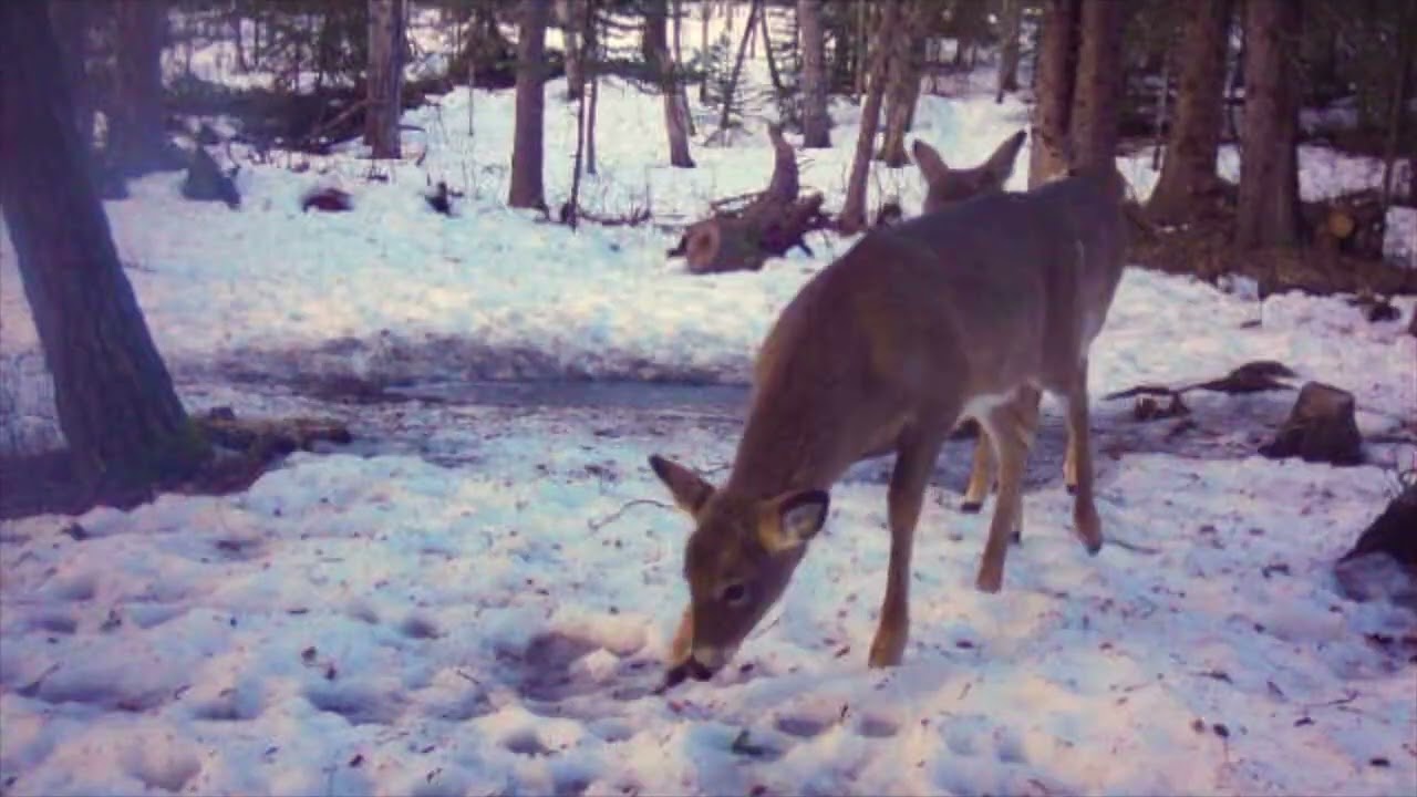 Trail cam 25