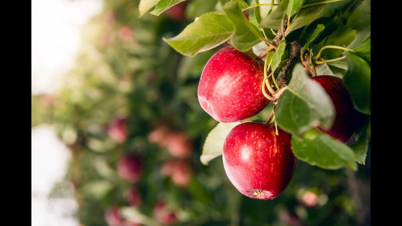 New Zealand Apples & Pears 200 year anniversary