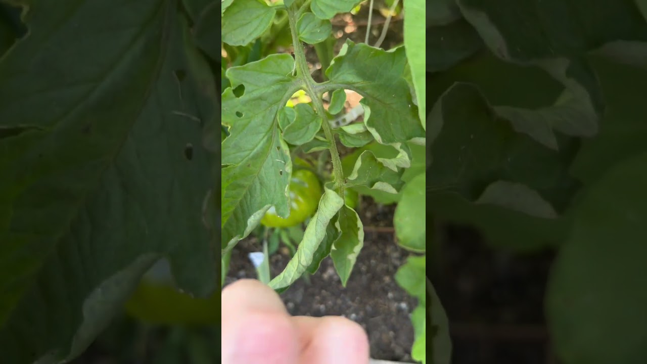 Make sure you find your tomato hornworm before it turns into an alien! #gardening #gardenpests