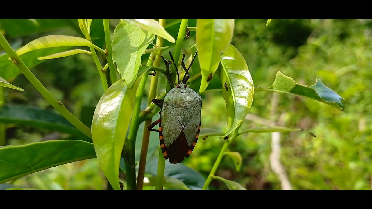 Stunning Shield Bug Discovery in the Wild! | Macro Nature Exploration