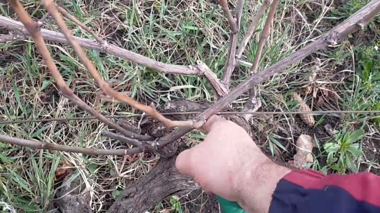Taiere la un butuc de vie cu trei coarde de producție