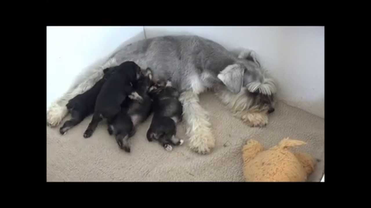 Cookies - Miniature Schnauzer Puppies - 2 weeks old