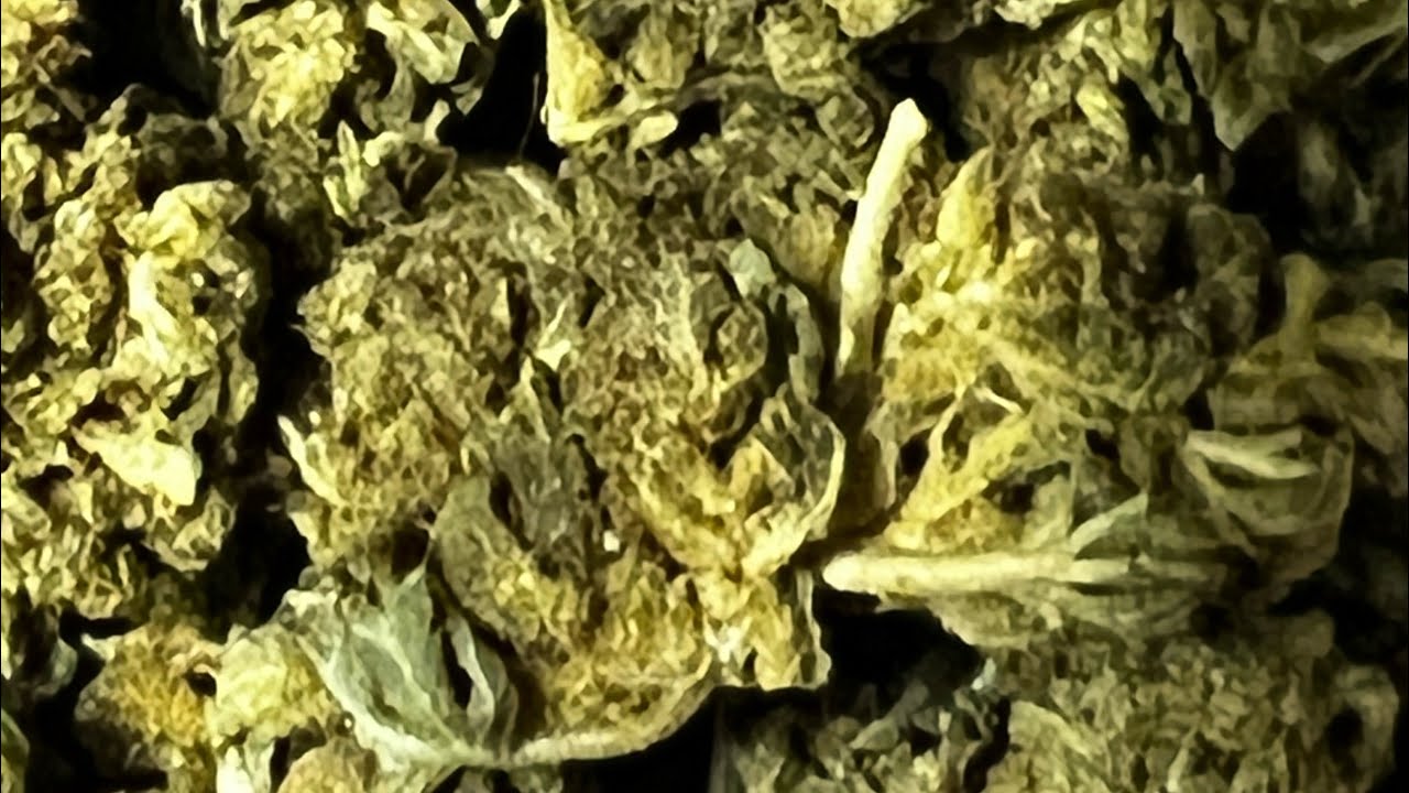 Sour amnesia  strain/#glenwells #souramnesia#stonerconnection420#cannabis #cannabisreview
