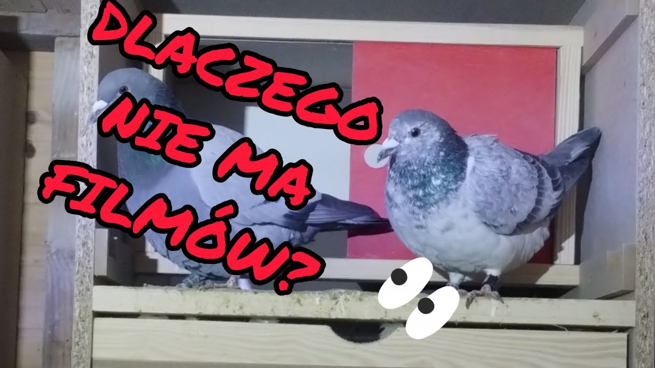 🫣Co się stało z kanałem?😱 Brak FILMU przez DWA TYGODNIE 😐 Co dzieje się z hodowlą ⁉️