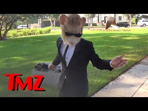 Kia Soul Hamster Caught By The TMZ Tour -- Looking Slim! | TMZ