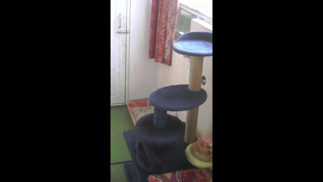 Cats Calony is Live