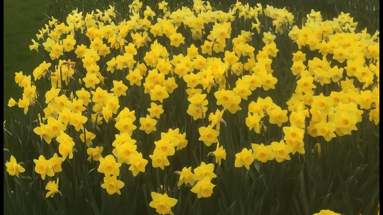 Daffodils at St. Nicholas churchyard, Leeds, Kent. Narcisi nel cimitero della chiesa di San Nicola.