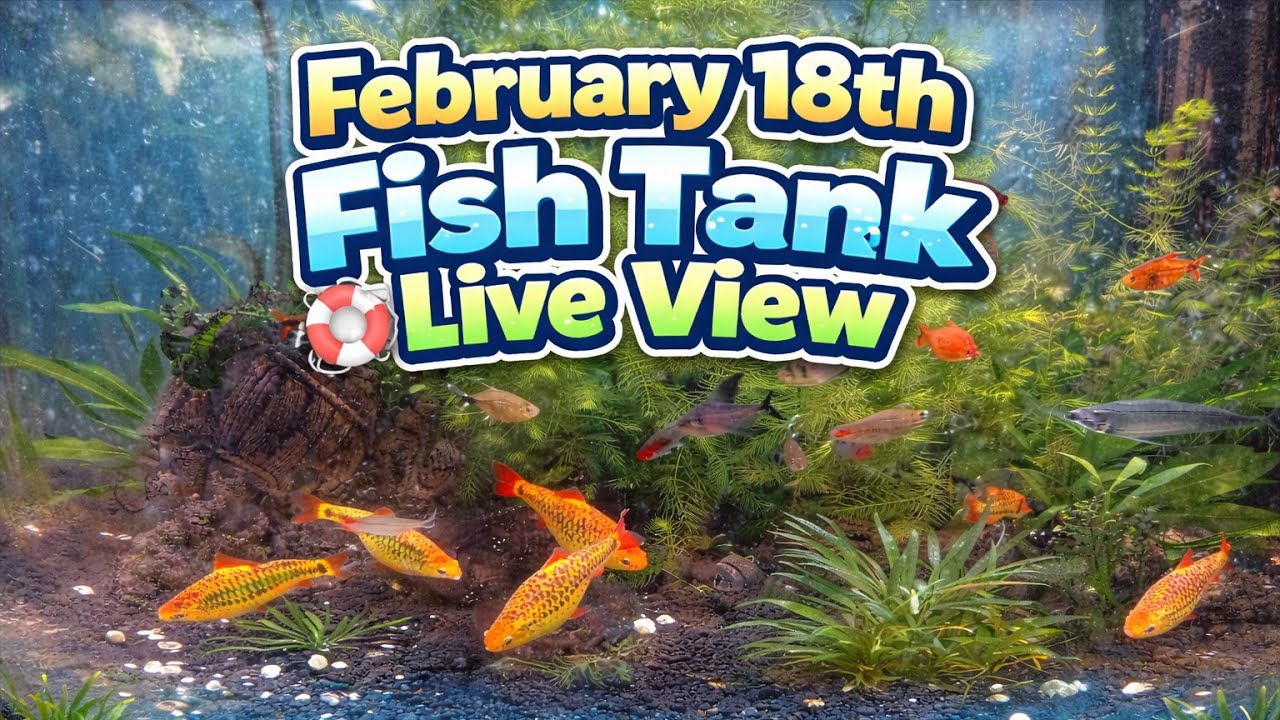 February 18 🐠 Fish Tank Live View | Relaxing Aquarium Tambay 🌿✨