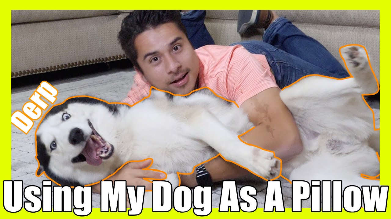 Using My Dog As A Pillow [Hilarious Reactions]