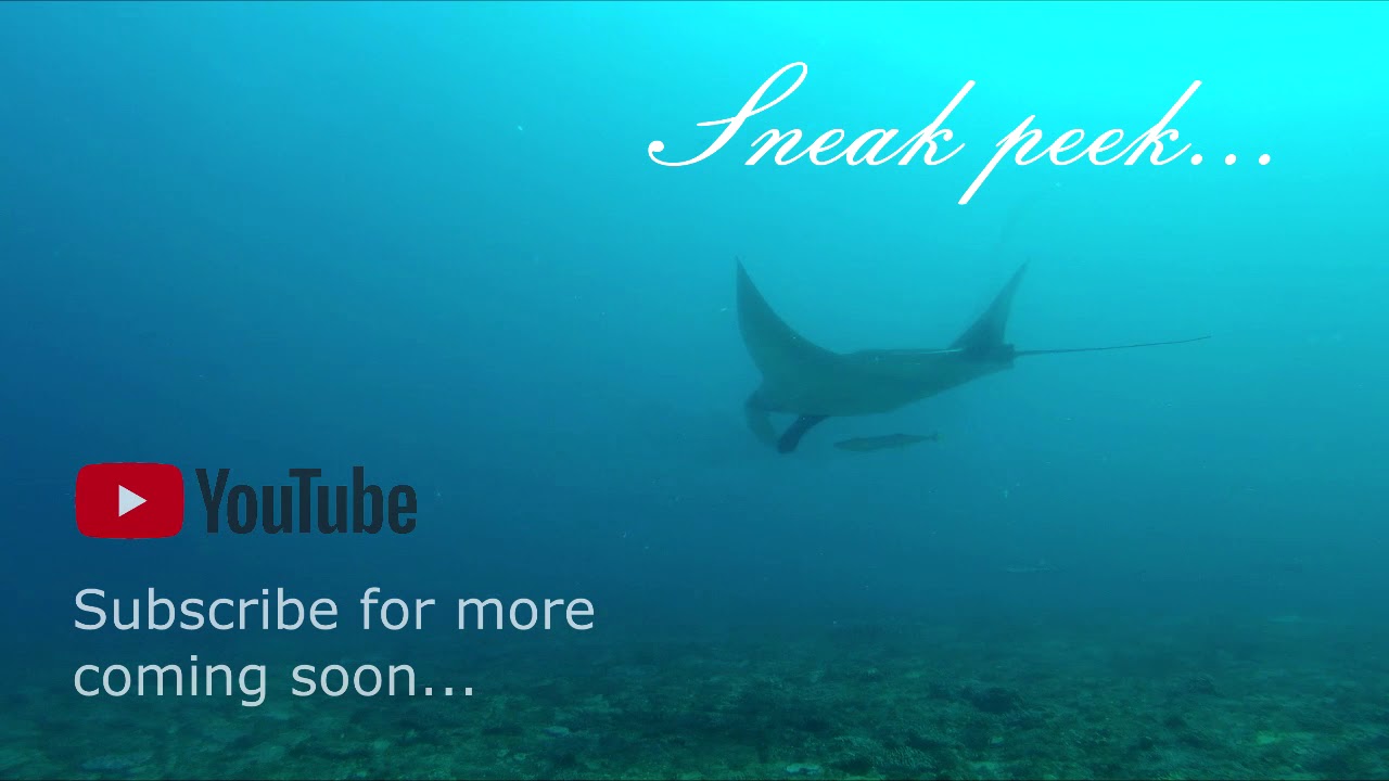 Diving Adventure Preview...