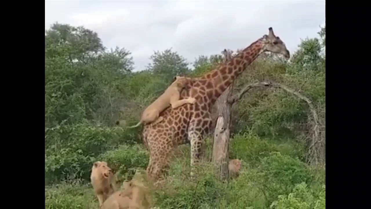 Hewan Pemangsa Predator