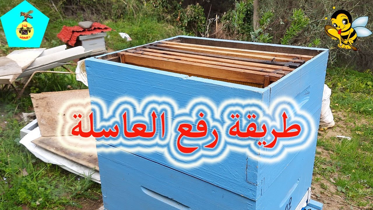 طريقة رفع العاسلة