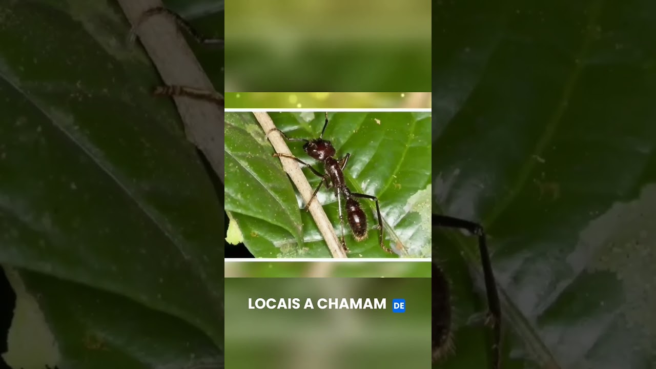 A formiga bala #youtubeshorts #youtube #youtuber #curiosidades #formigas #mundoanimal #natureza