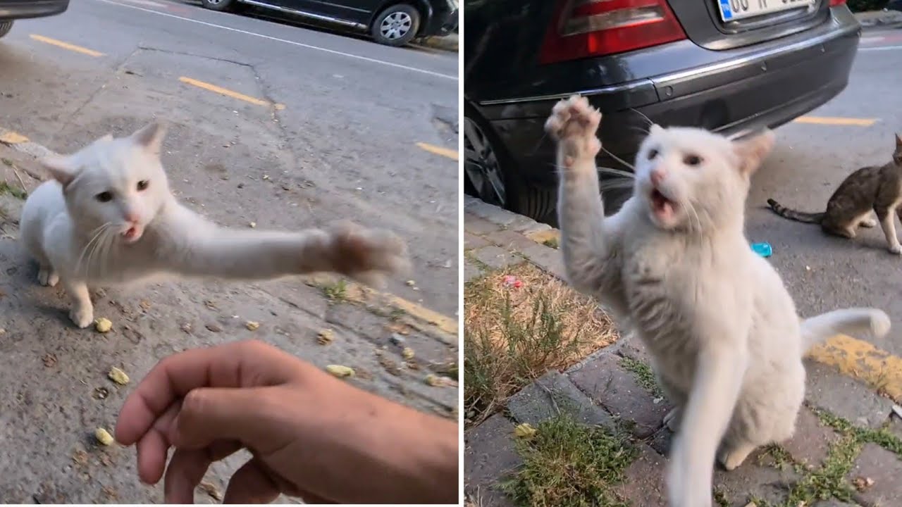 Angry White Cat Slapping Everything That Passes By.
