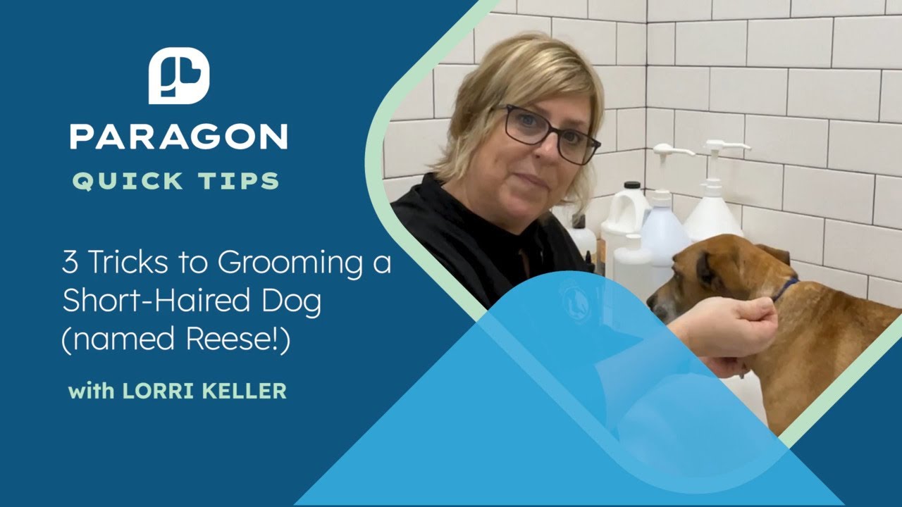 Quick Tips: 3 Tricks to Grooming a Short-Haired Dog (named Reese!) with Lorri Keller