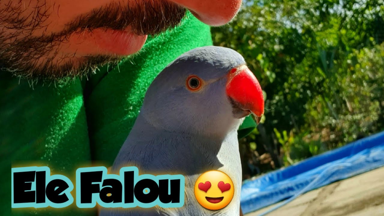 TREINANDO RING NECK - VIOLA COMEÇOU A FALAR