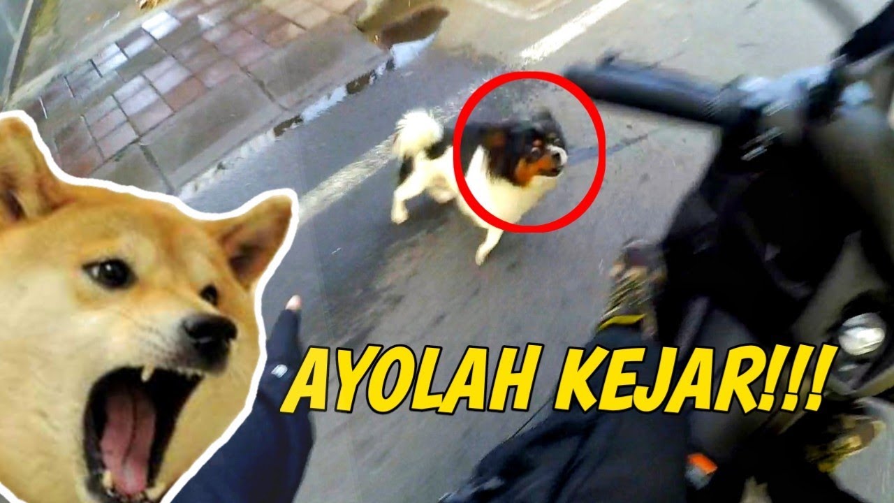 MODUSIN CEWEK NANYA JALAN ***TOL AKU DIKEJAR ANJING NGAJAK RIBUT !!! | MOTOVLOG BALI