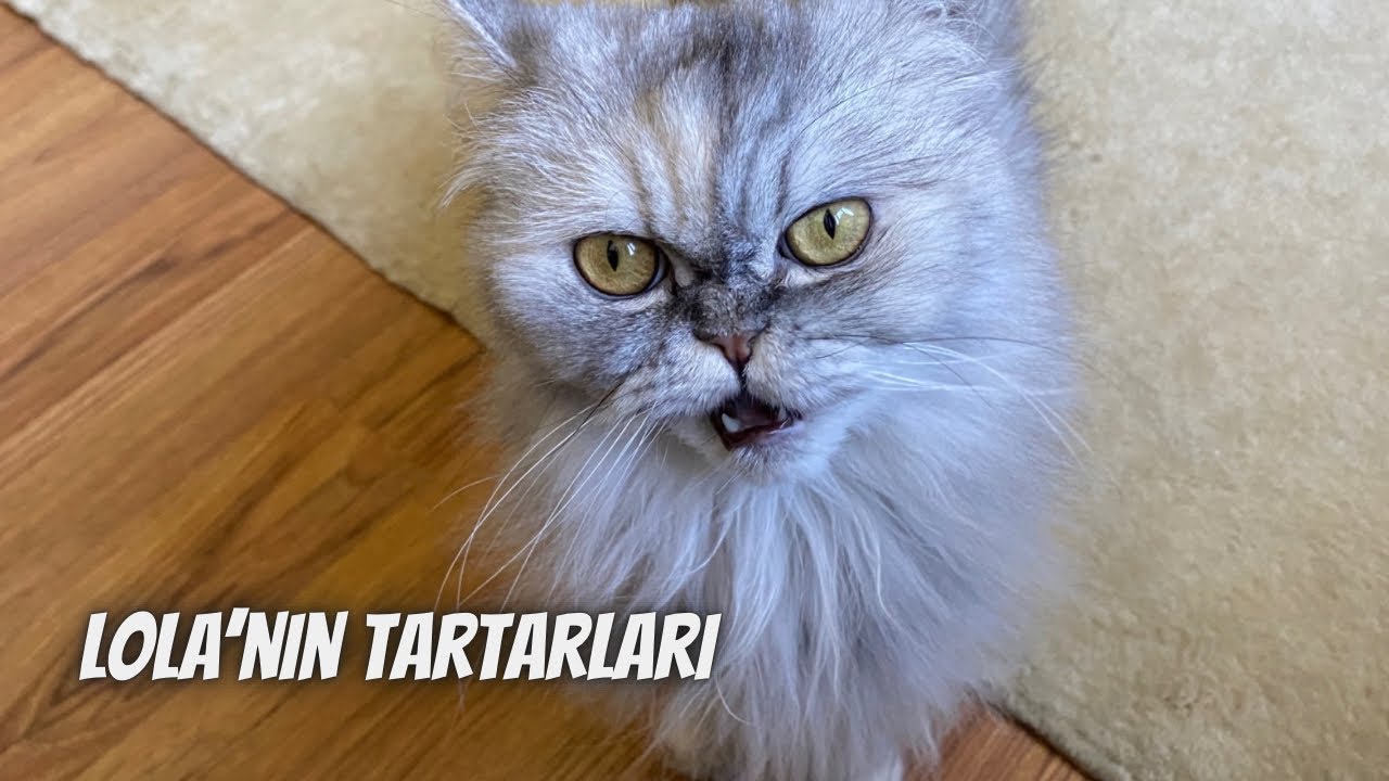 Kedimin diş tartarlarını temizletme maceramız! Kedilerde diş sağlığı...