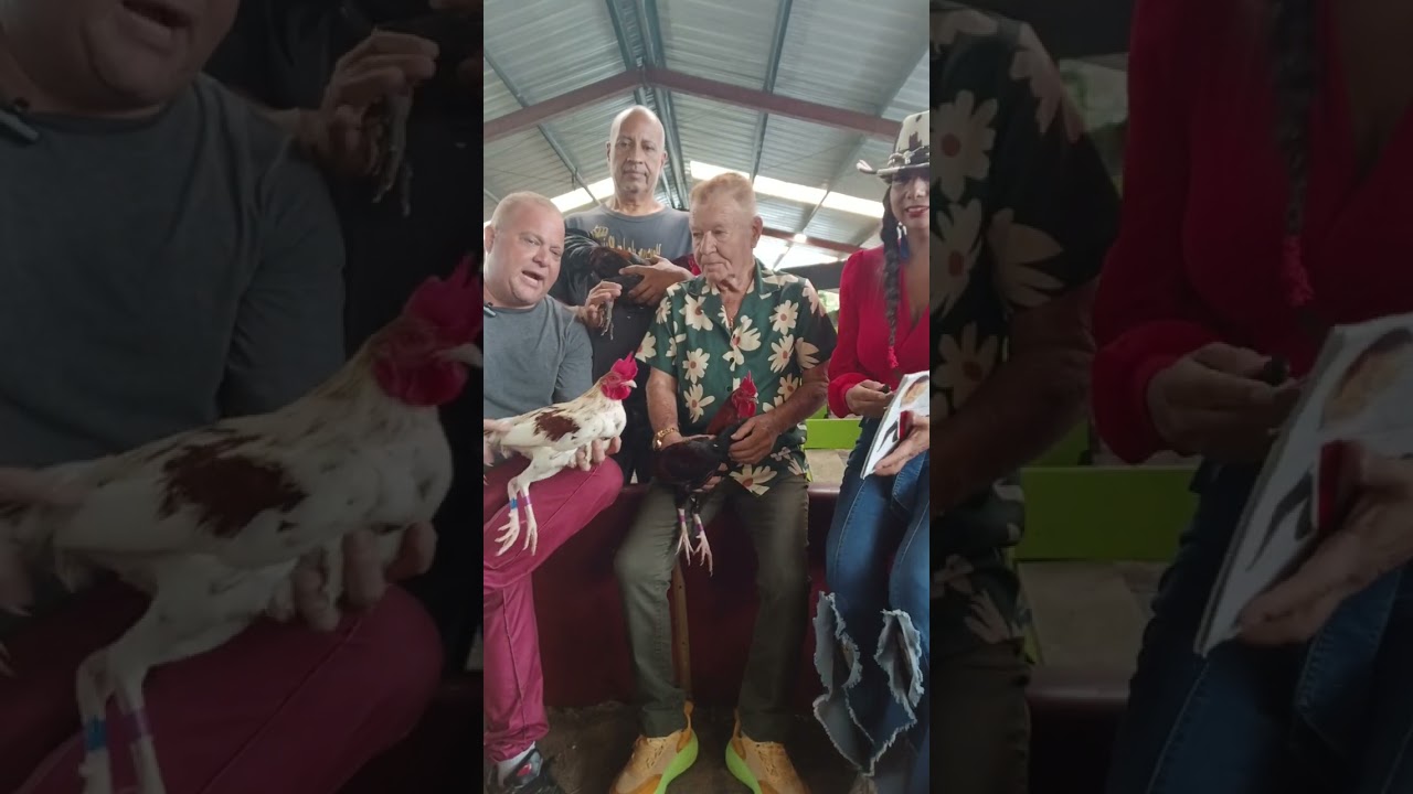 Criadero  Junito Aponte, su sr. Padre y su mejor amigo y gallero.