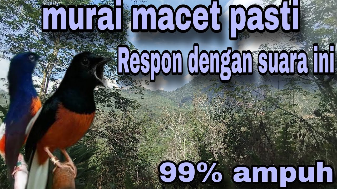 Pancingan murai batu paling ampuh meningkatkan emosi murai batu#muraibatuemositinggi 