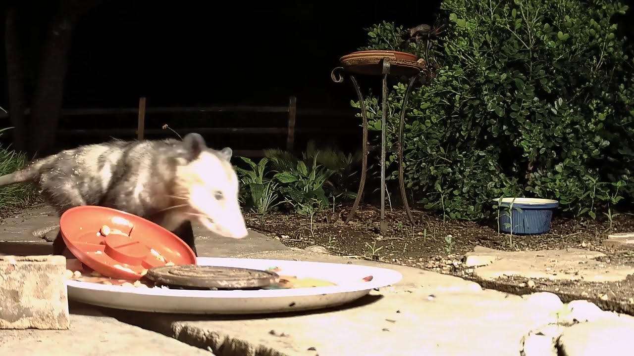 Female Opossum part 5 June 17 2025 0409