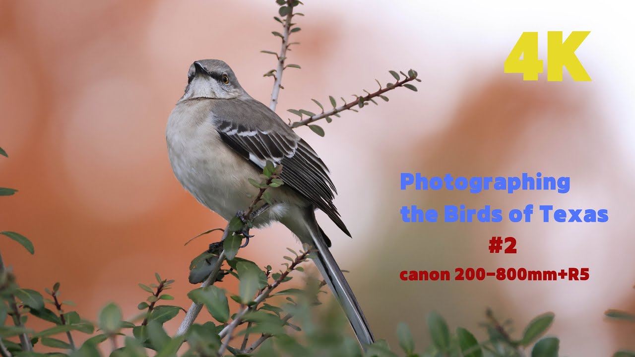 Photographing the Birds of Texas 텍사스 캐롤튼의 새들을 카메라에담다2편 #birds #birdlovers #photoshoot #photography