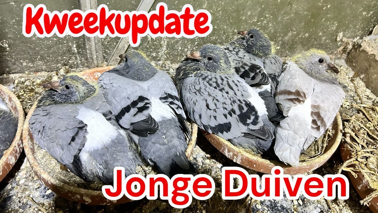 Kweekupdate | Jonge duiven | Postduiven |