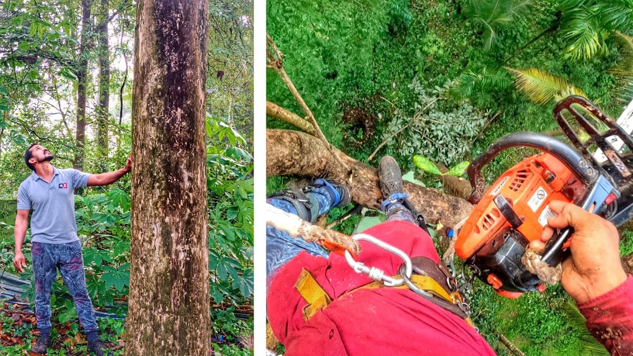 ഒരു തേക്ക് മുറിക്കുന്നത് കണ്ടാലോ 🤩 | Biggest Teak tree Cutting | Gopro | Village woodpecker