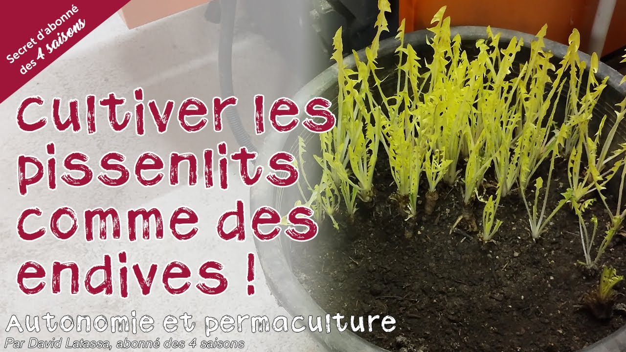 Forcer et blanchir les pissenlits - Autonomie et permaculture avec David