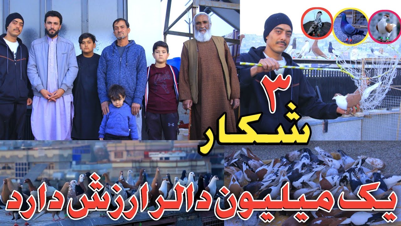۳ شکار/شوقی که خیل کفتر خود را به یک میلیون افغانی نه می فروشد/مصرف بیش از شش لک افغانی در خرید کفتر