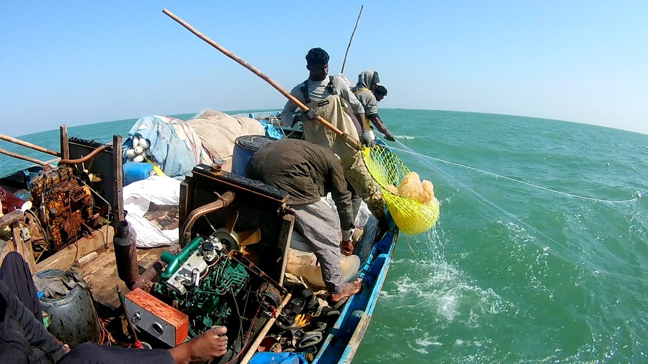 Traditional Jellyfish Hunting by Fishermen