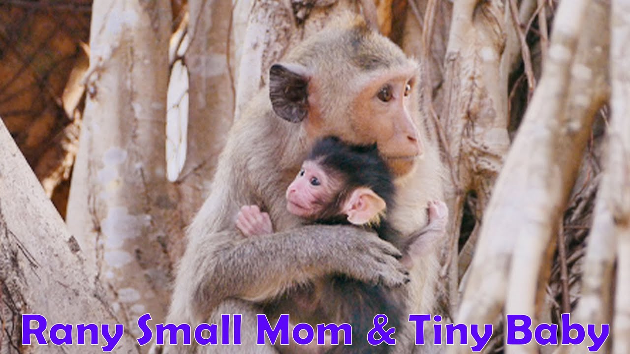 Small Mom And Tiny Baby...RANY Monkey Just Becomes A Mom With Her First Baby Without Any Experience