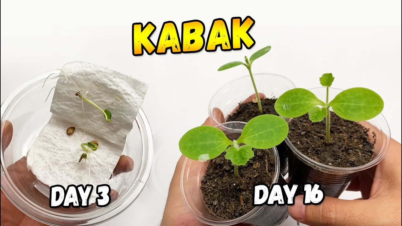 Как посадить кабачки » вики полезно Прорастание декоративной тыквы