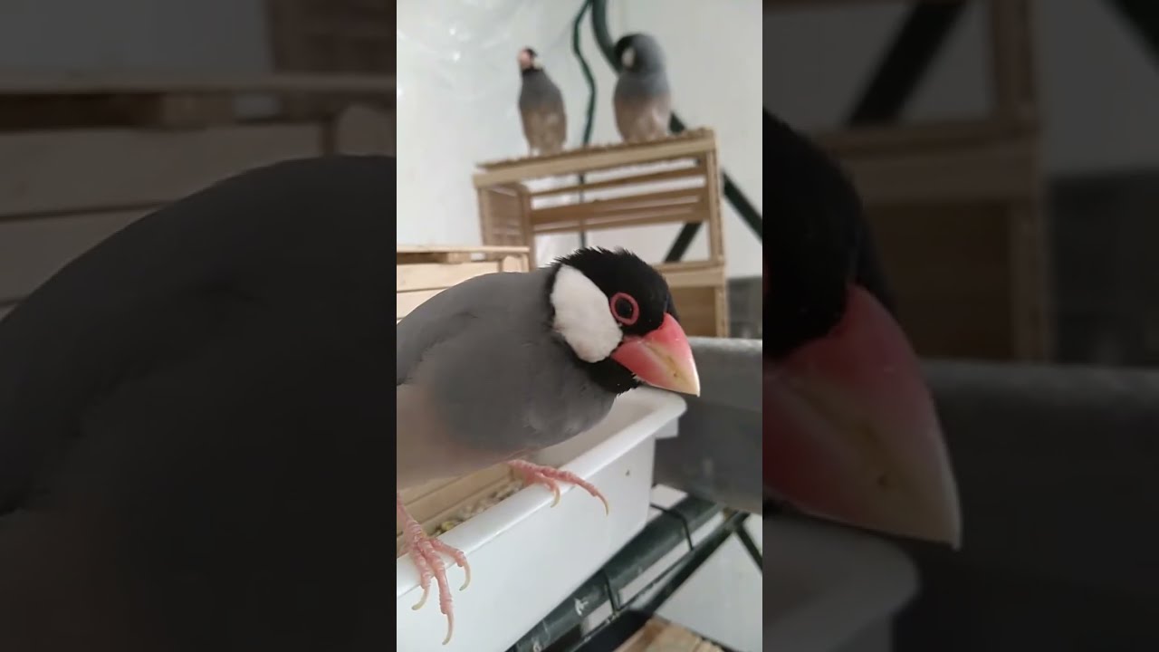 文鳥garden白鴨茶店 がライブ配信中！