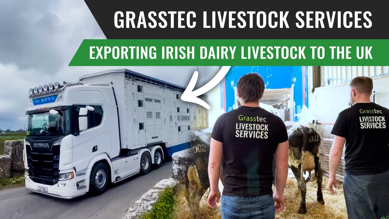 Exporting Irish Dairy Livestock to the UK - Grasstec Livestock Services