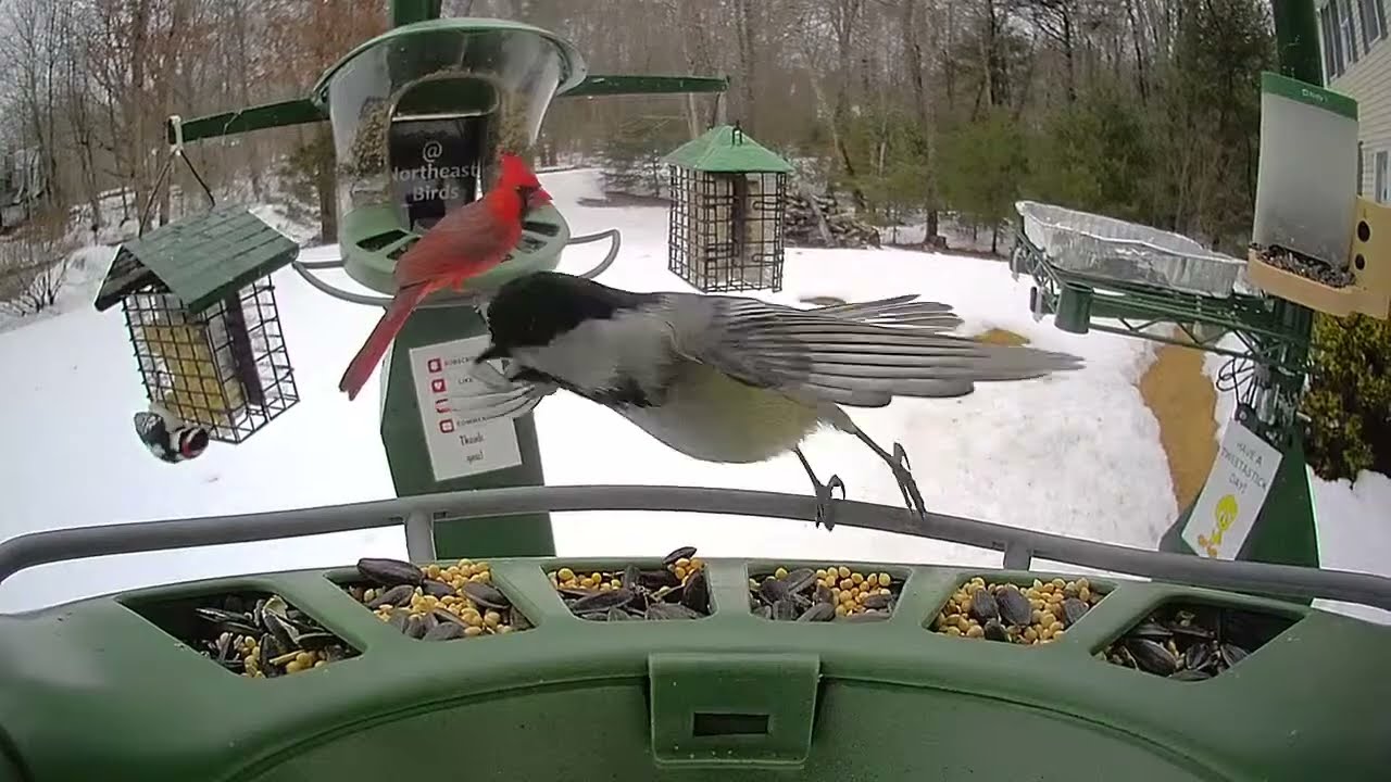 Super Triple Feeder in Dreary New England! Northern Flicker, Red Bellied, Downy Woodpeckers Cardinal
